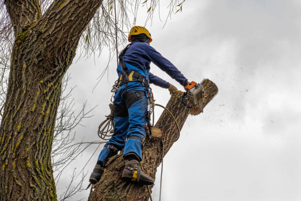 Professional Tree Care  in Sale Creek, TN