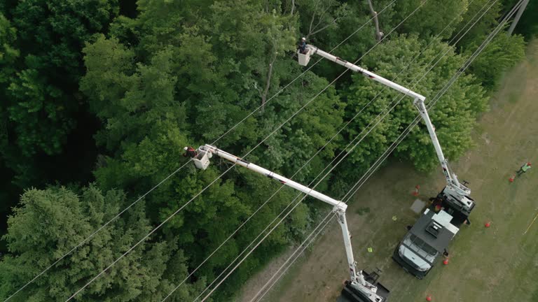 How Our Tree Care Process Works  in  Sale Creek, TN